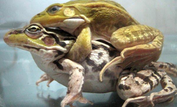 雌雄蛙抱对图片