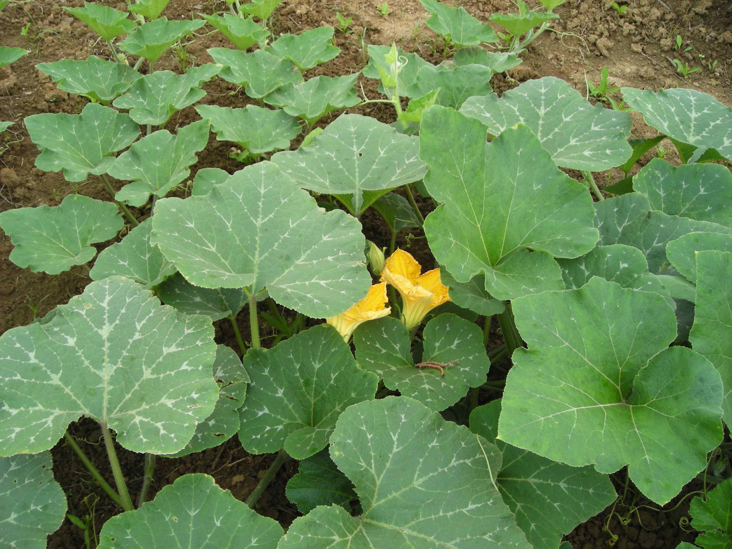 如何在只看见花与叶的情况下准确分辨南瓜藤丝瓜藤和黄瓜藤