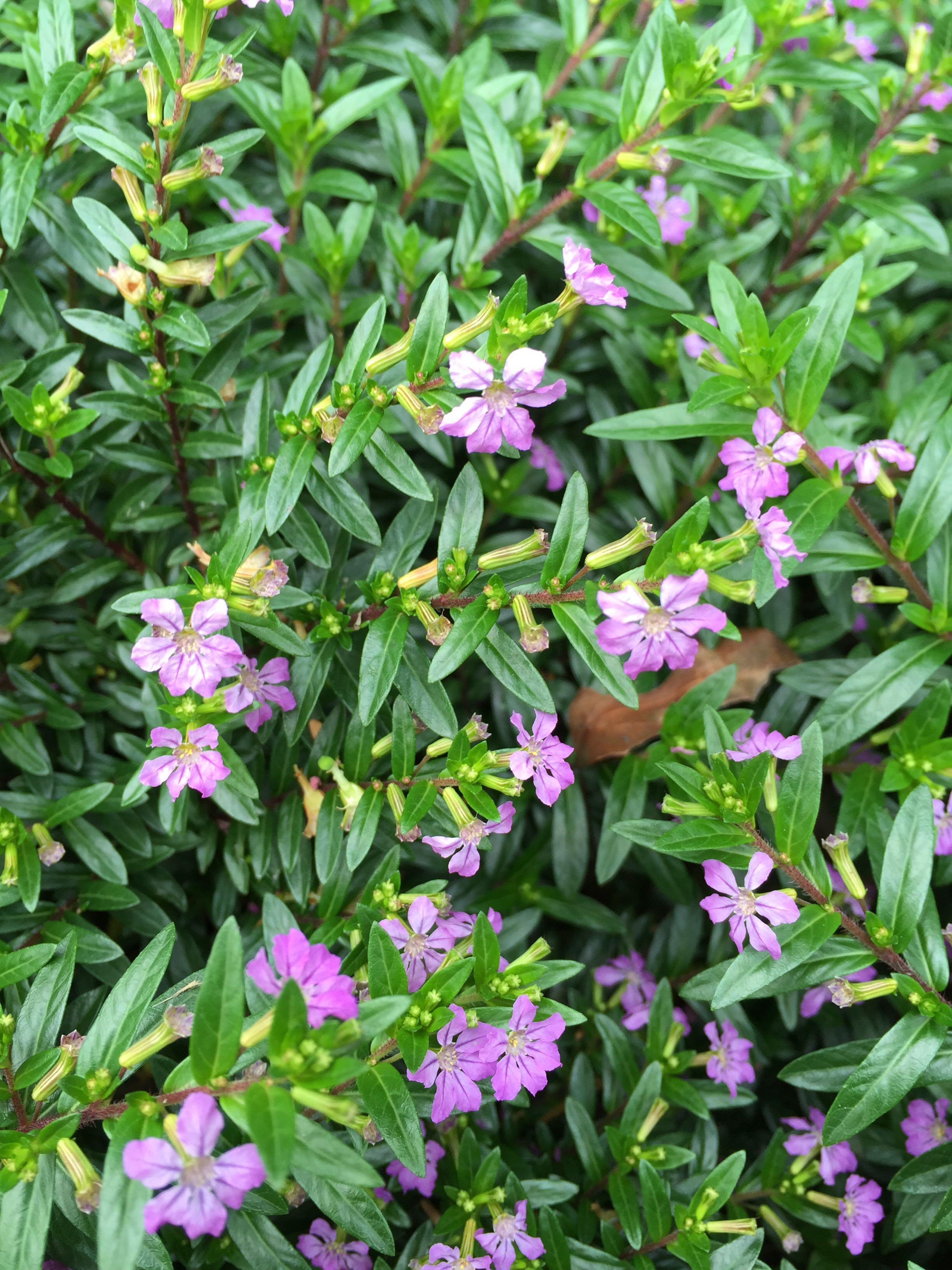 什么花,草本,园艺种植的,南方,现在正在开花?