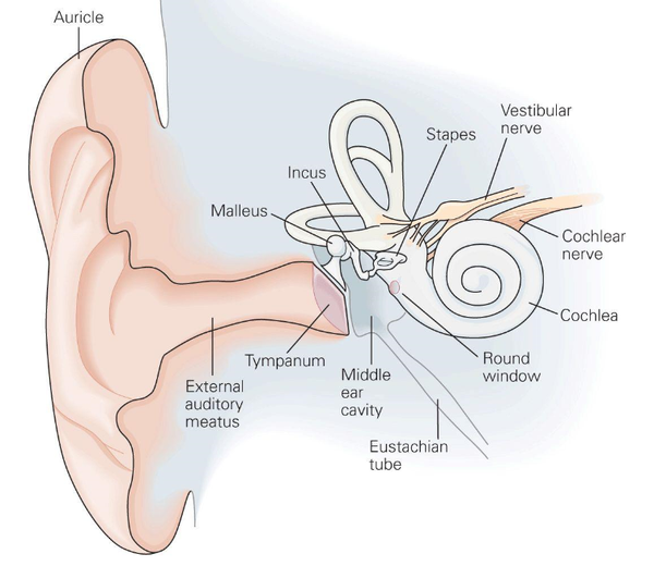 owl of minerva 的回答)的内容: 前庭系统能感受到运动 / 加速度