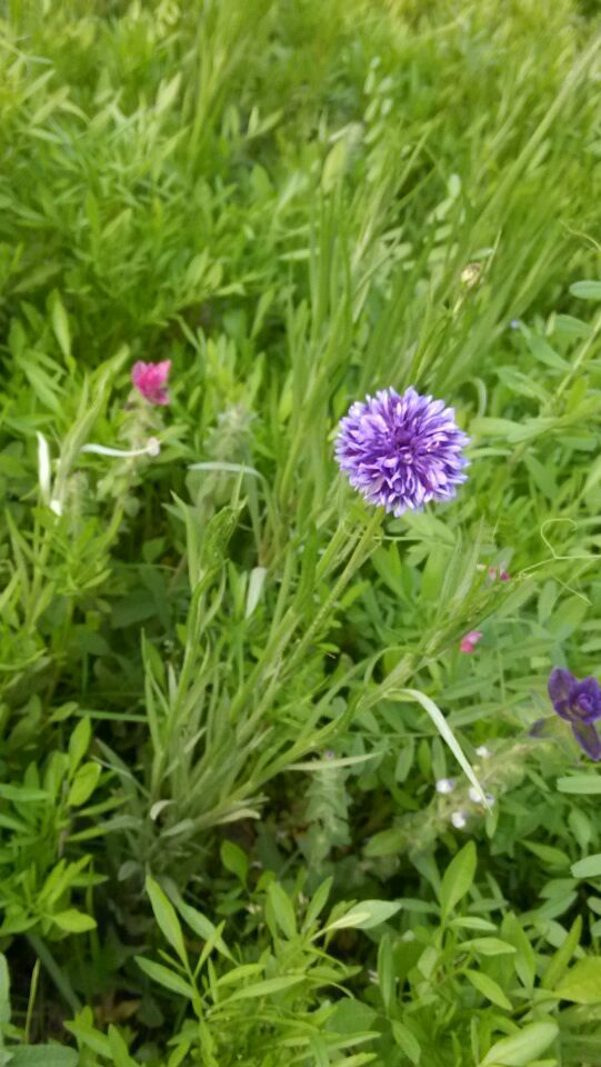 这种紫色成簇的花是什么花呢?代表什么意思呢