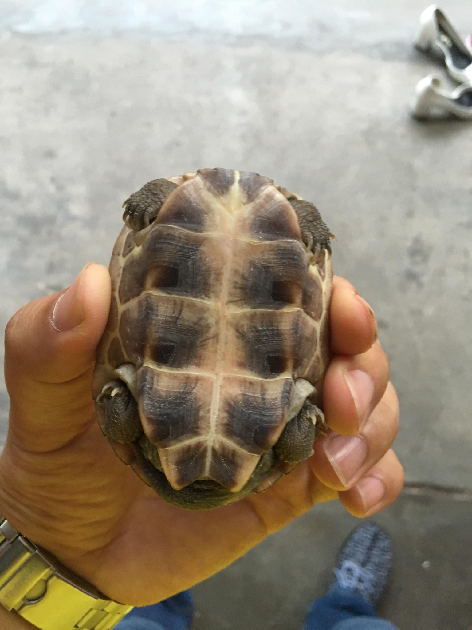 如何养中华草龟? - 狗 - 知乎