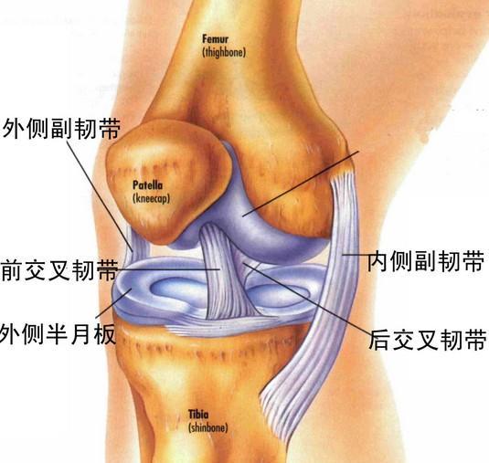 膝关节前叉韧带 Acl 撕裂如何康复 知乎