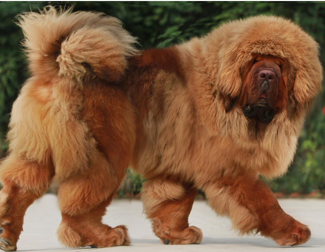 长得象狮子一般威猛曾经身价数百万现在无人问津