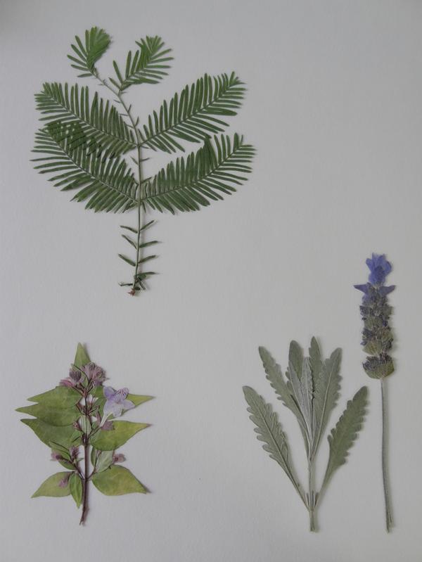 如何制作简易的植物标本？