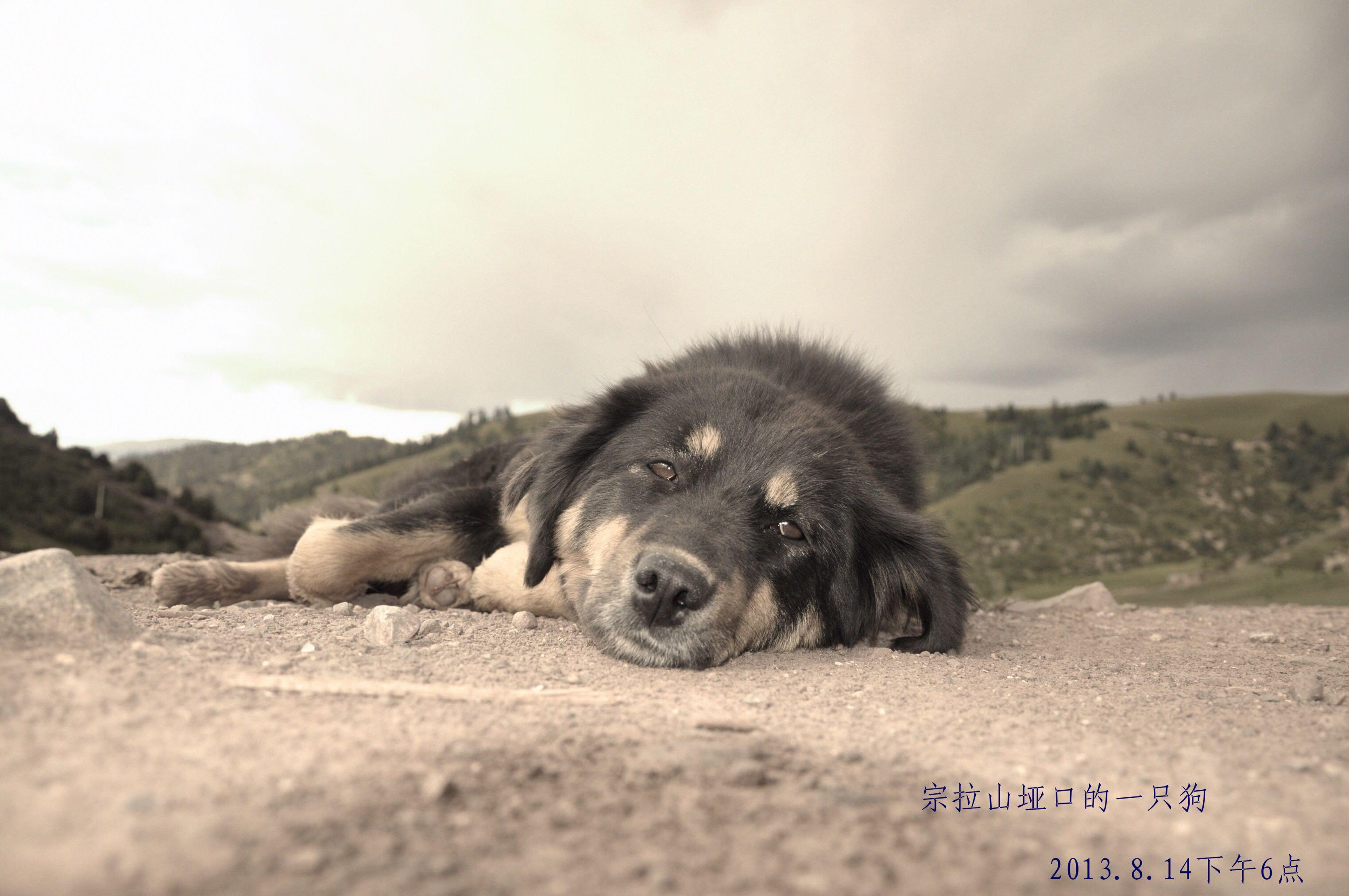 的一个流浪狗,孤独的趴在三四千米高的垭口看着来往的背包客,骑行者