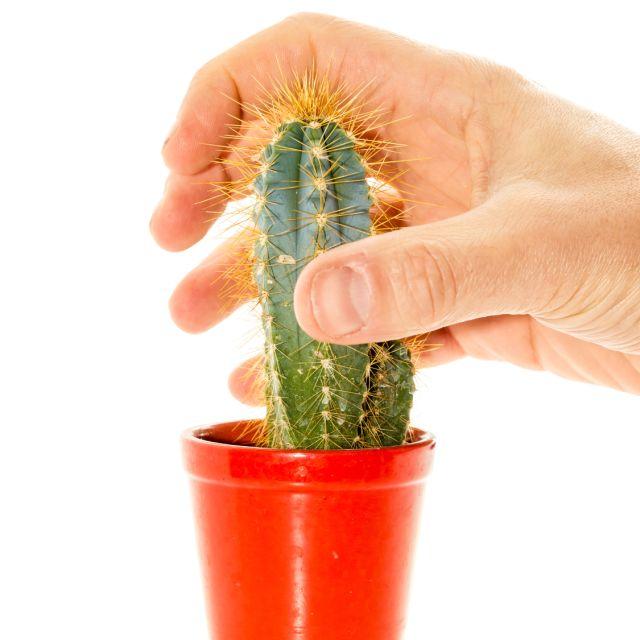 多么痛的领悟:被仙人掌扎了一下,刺留在肉里会怎么样