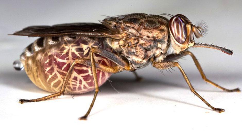 行船笔记-趣虫(4)虱蝇≠虱子 苍蝇 - 知乎