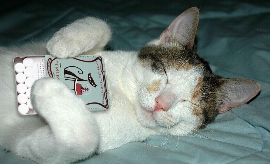 你知道哪些有意思的小众品牌? - 小小佛洛伊德