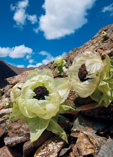 (雪莲 saussurea) 生活在热带地区的植物很多是这样的