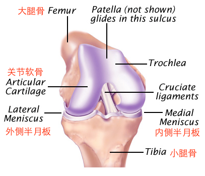 软骨专题 关节软骨损伤的治疗 知乎