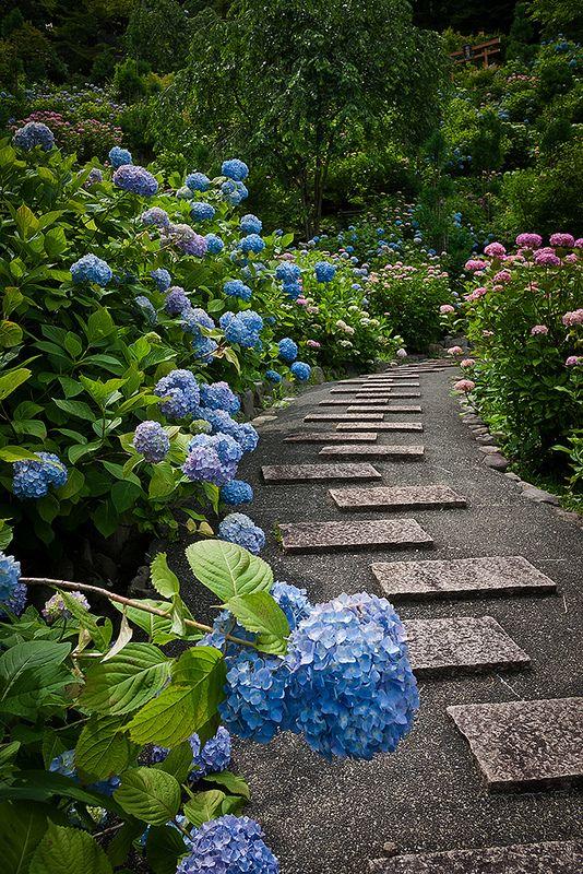 节气手帖 夏至 紫阳花 知乎