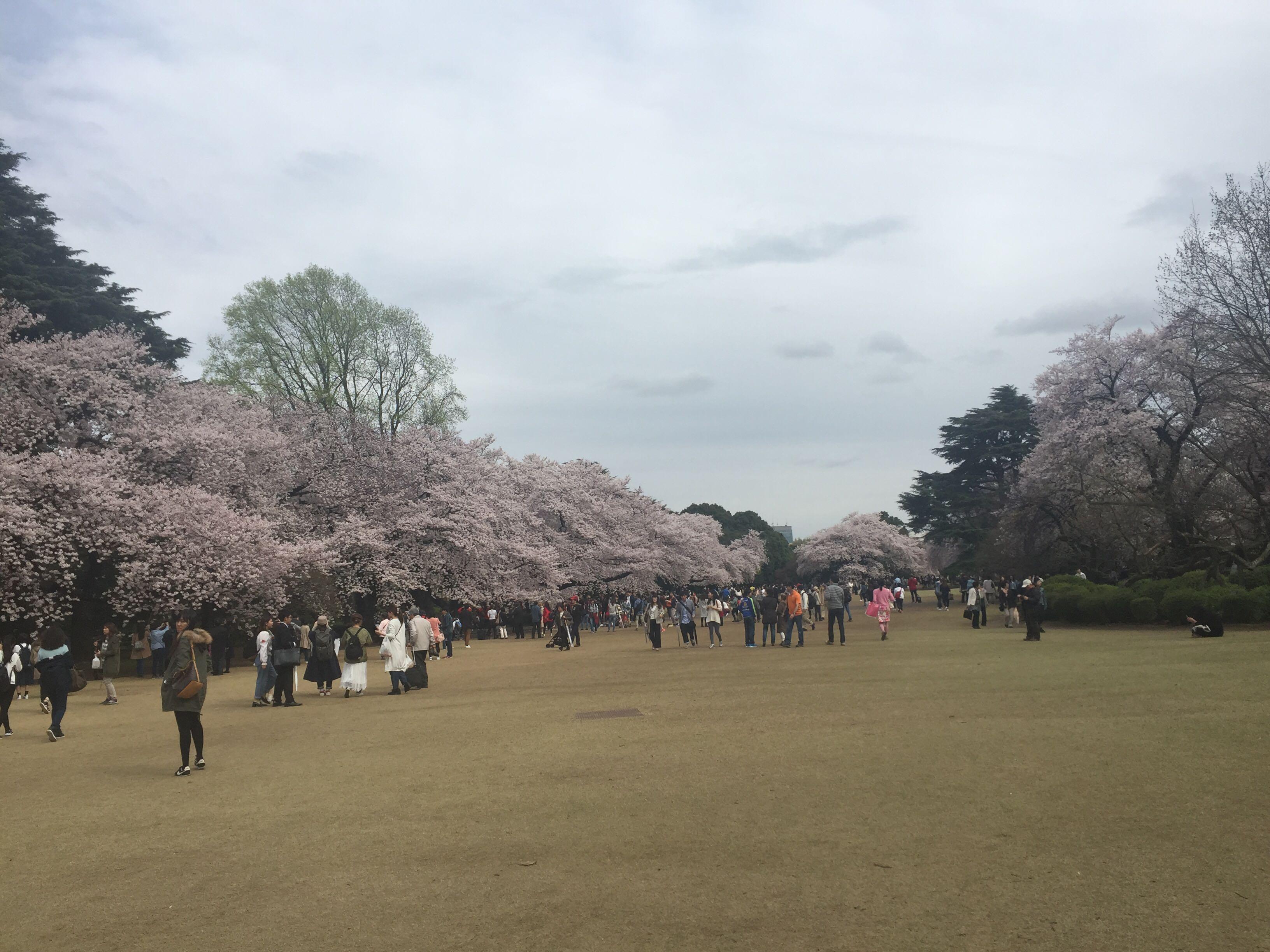 四月十八去日本,哪里还能看到樱花? - 陈蕊的回