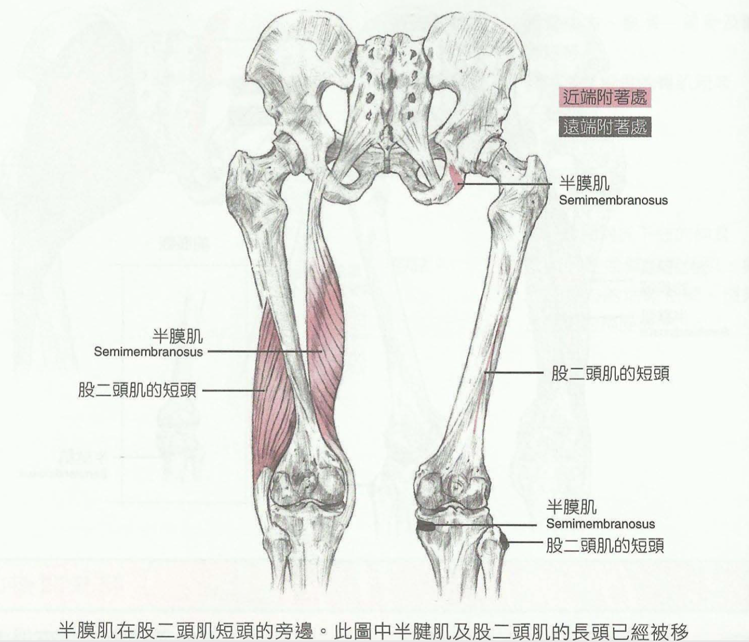 番外章大白话运动解剖学终结篇腿部肌肉下篇