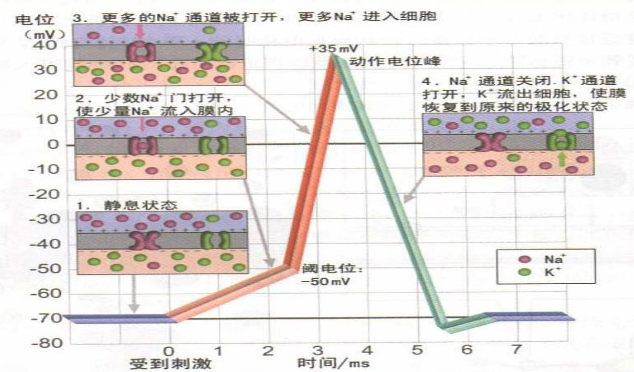 我们为什么产生动作,有趣的生物电(一) - 知乎