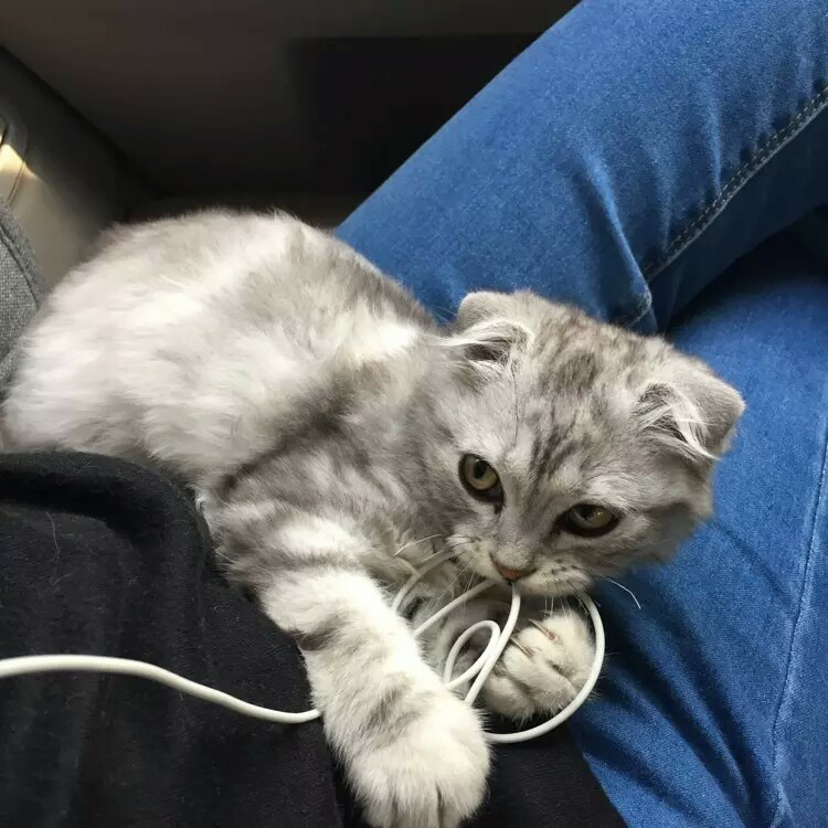 我准备买朋友这只小折耳猫,1500值不值?四个