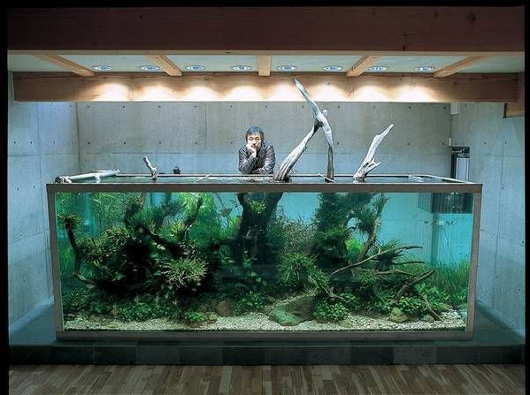 水草造景大师天野尚