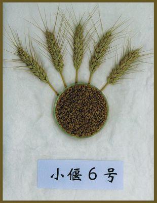 因幼时挨饿而学农,潜心研究20年,"小麦界袁隆平"让小麦增产150亿斤,打