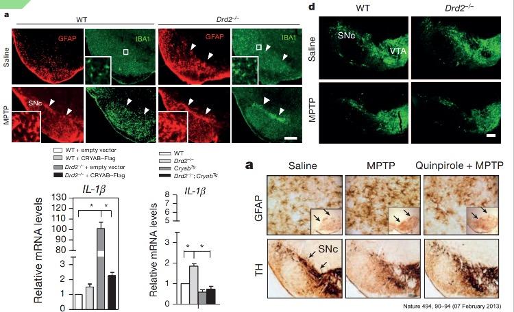 多巴胺(dopamine)是一种重要的神经递质,体内合成释放贮存代谢过程