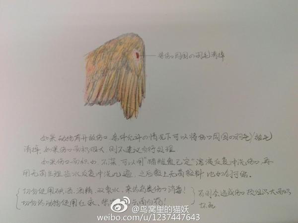 鸟类救助常见问题 知乎