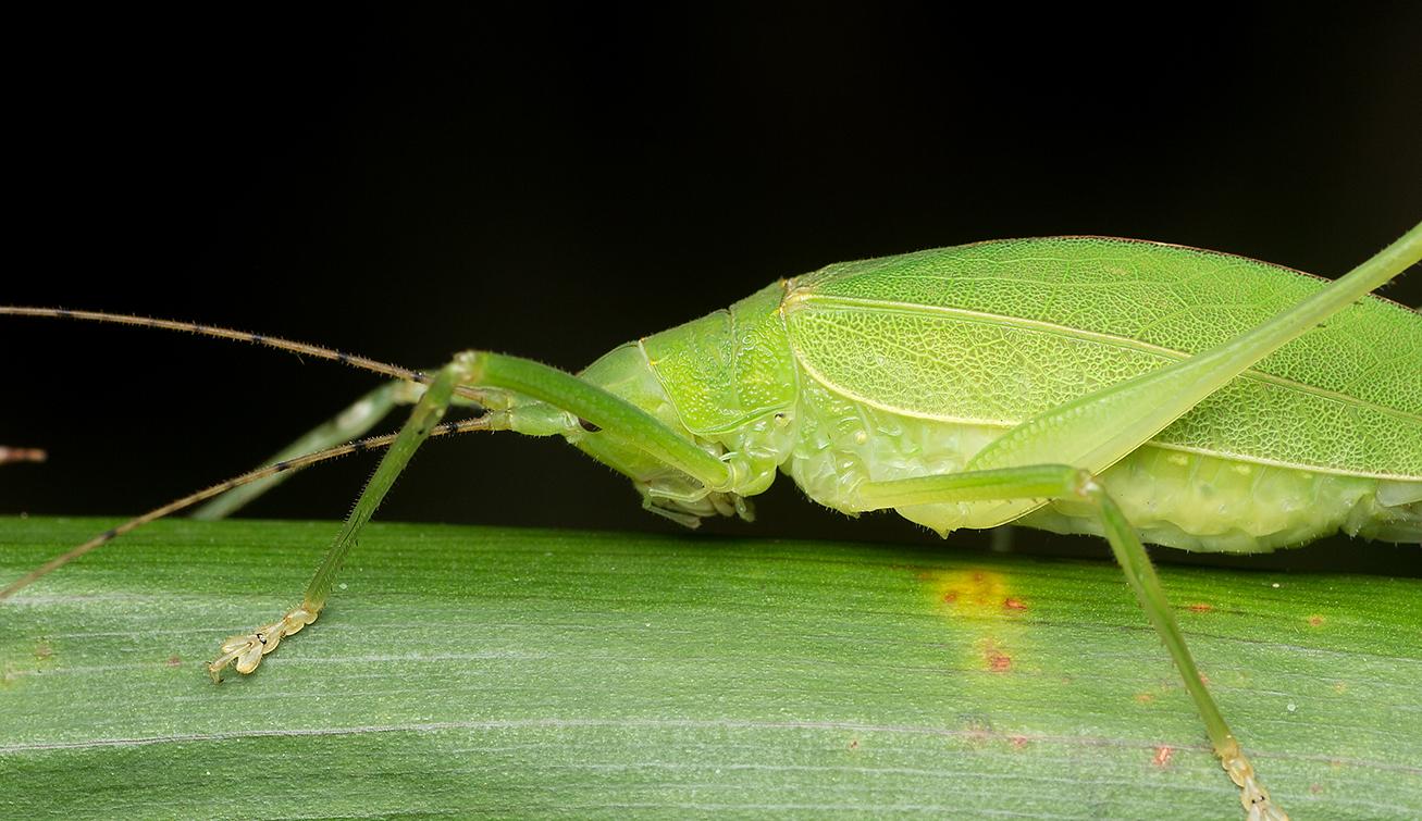 螽斯scopiorinus similischoeradodis rhombicollis一片嫩叶,一只雌性