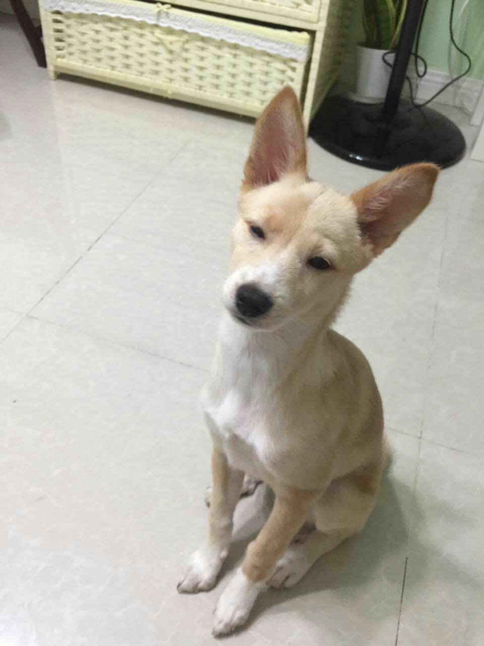 养狗人士常说「我家的狗不咬人」是一种什么心