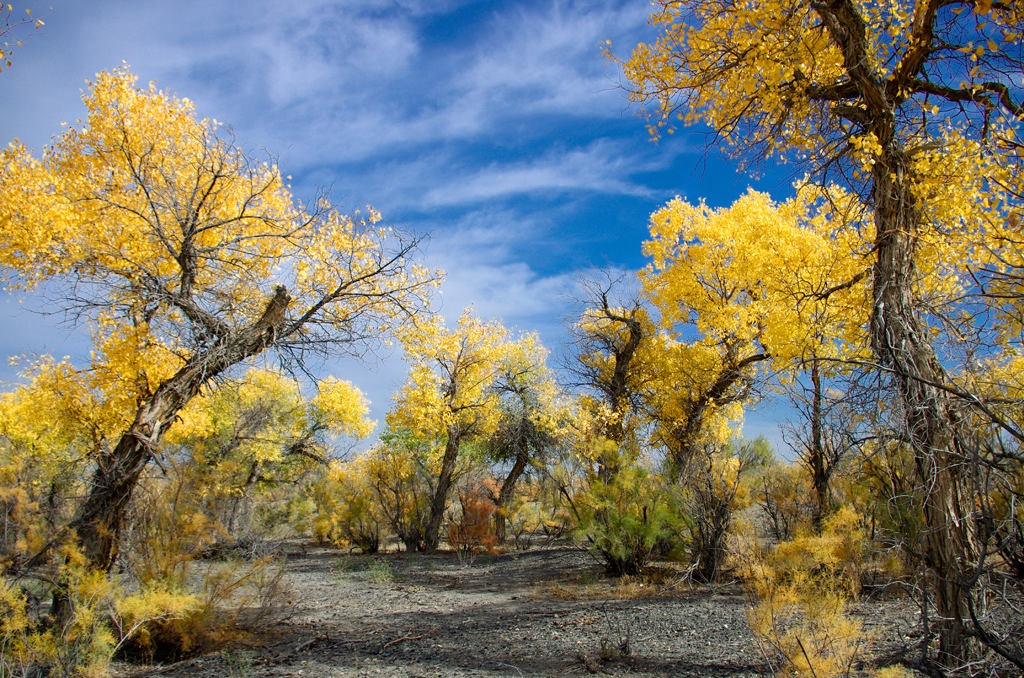 世界上什么品种的树最好看？ - 知乎