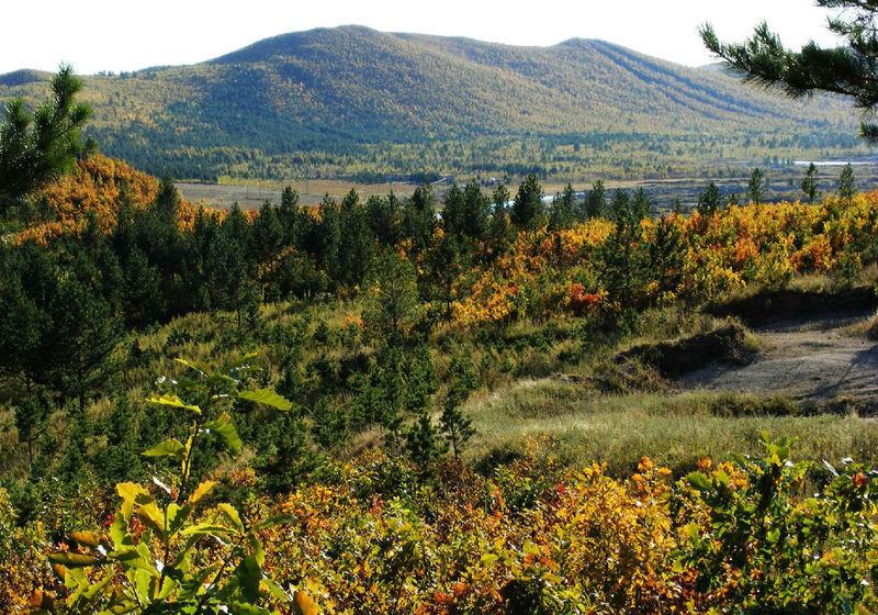 安岭雪猪 - 知乎