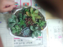 新手多肉淘宝3天运回来以后没洗根也没去根上