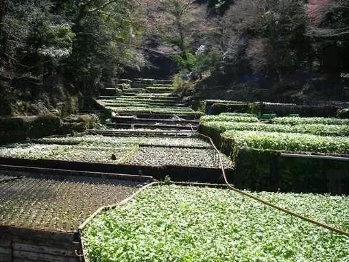 Wasabi 不是芥末是什么 知乎