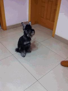 怎么教狗狗装死动作 adf136966056ec0ac45c47501b760546_b.jpg