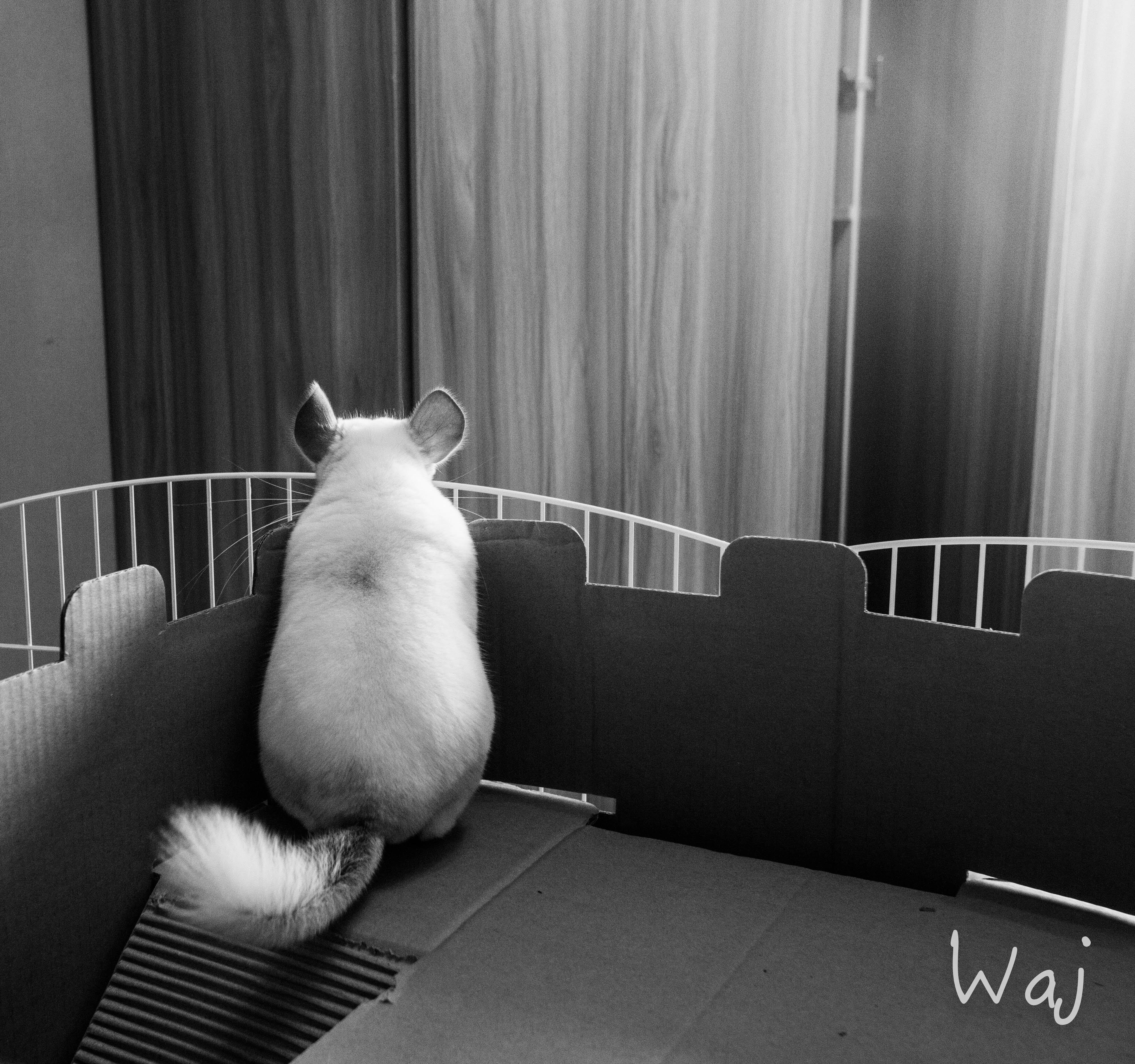 养龙猫是一种怎样的体验? ? - 龙猫(となりのト