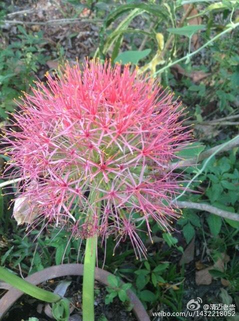 如火似血的blood Lily 血百合 知乎