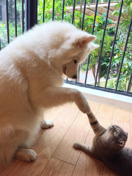 如何看待微博人气博主「<em>回忆专用小马甲</em>」用猫