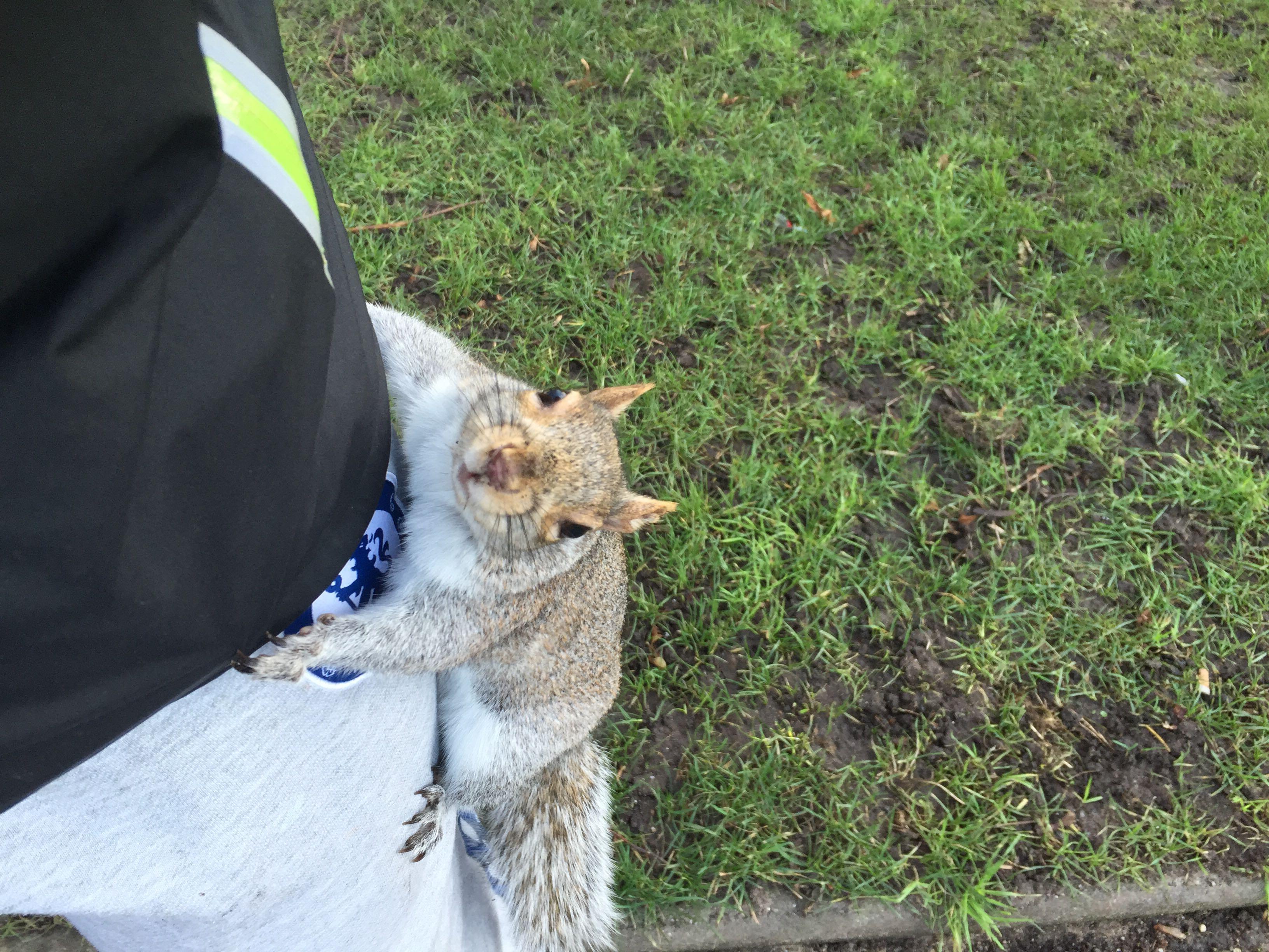 如何徒手抓松鼠? - 美食 - 知乎