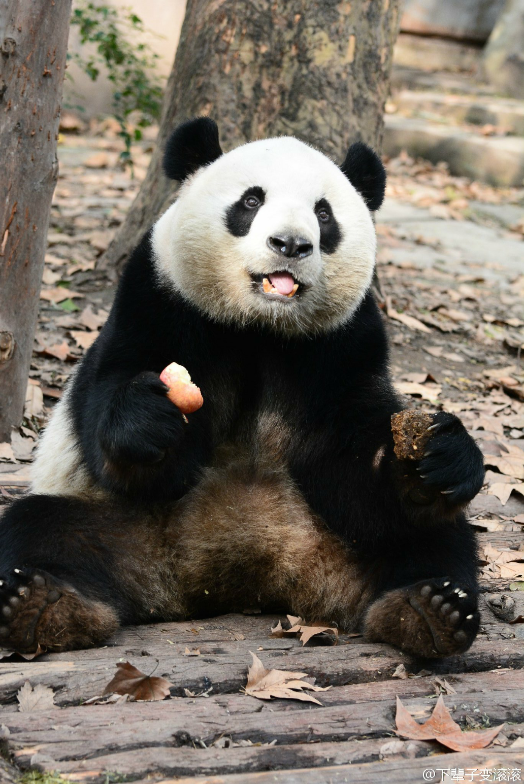 你有哪些收藏来反复看的大熊猫giantpanda的图片