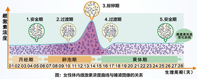 排卵期分泌物多是为什么? - 知乎