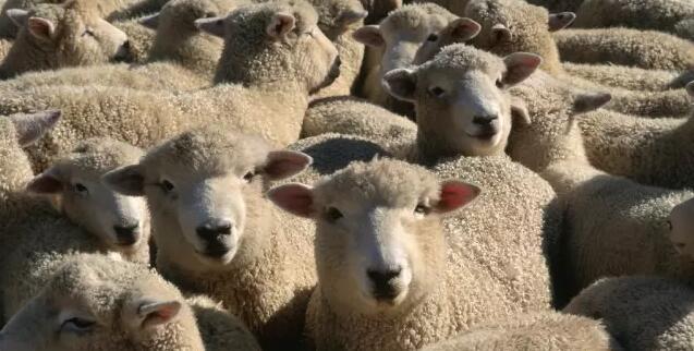 去日本工作并移民,还是留学新西兰并移民? - L