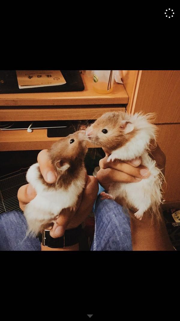 求解怎样把仓鼠拍的好看?