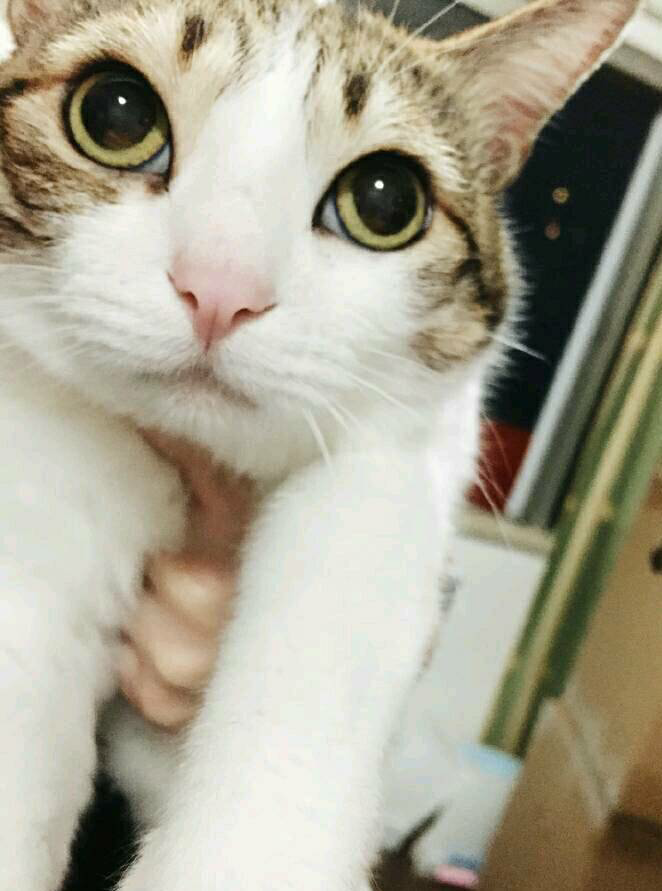 你身边有哪些光源氏计划成功的例子? - 荒凉一