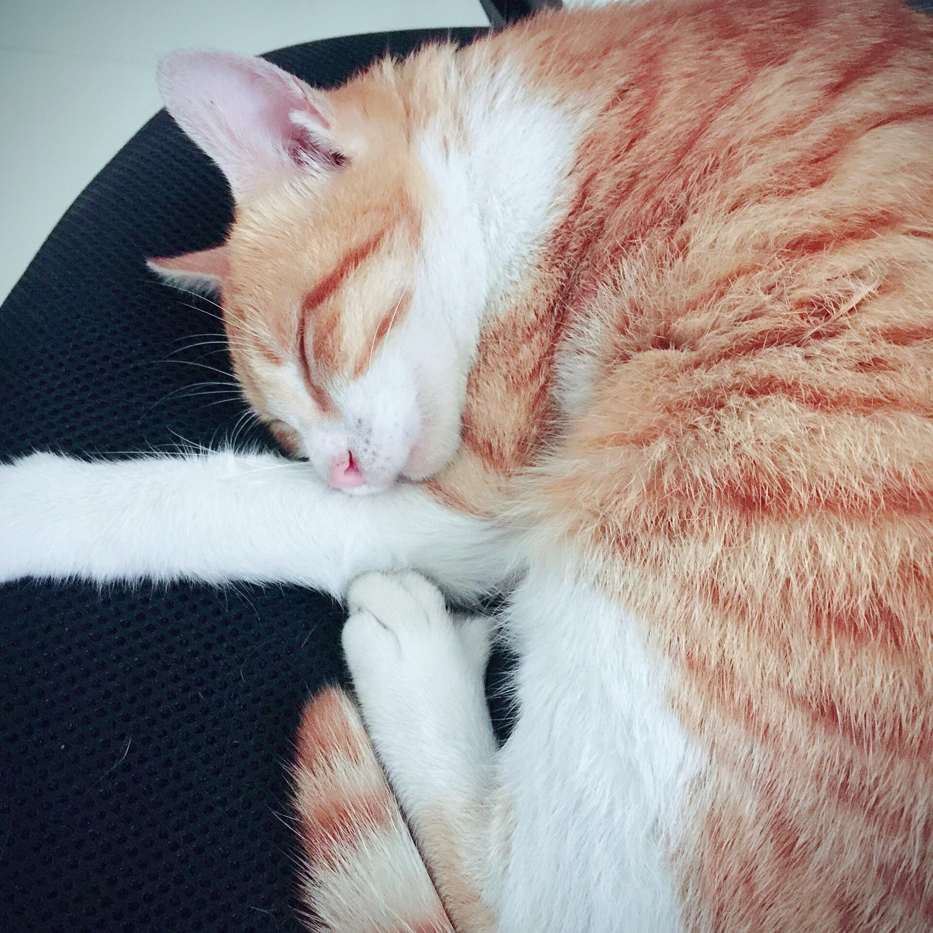 上班时间一直被发情的宠物猫骚扰是种什么体验