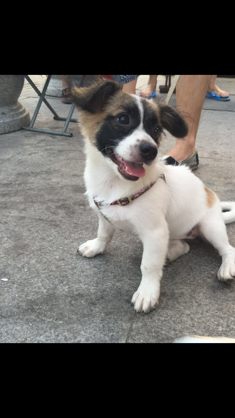 请问哪位朋友知道这狗狗是什么品种是蝴蝶犬吗