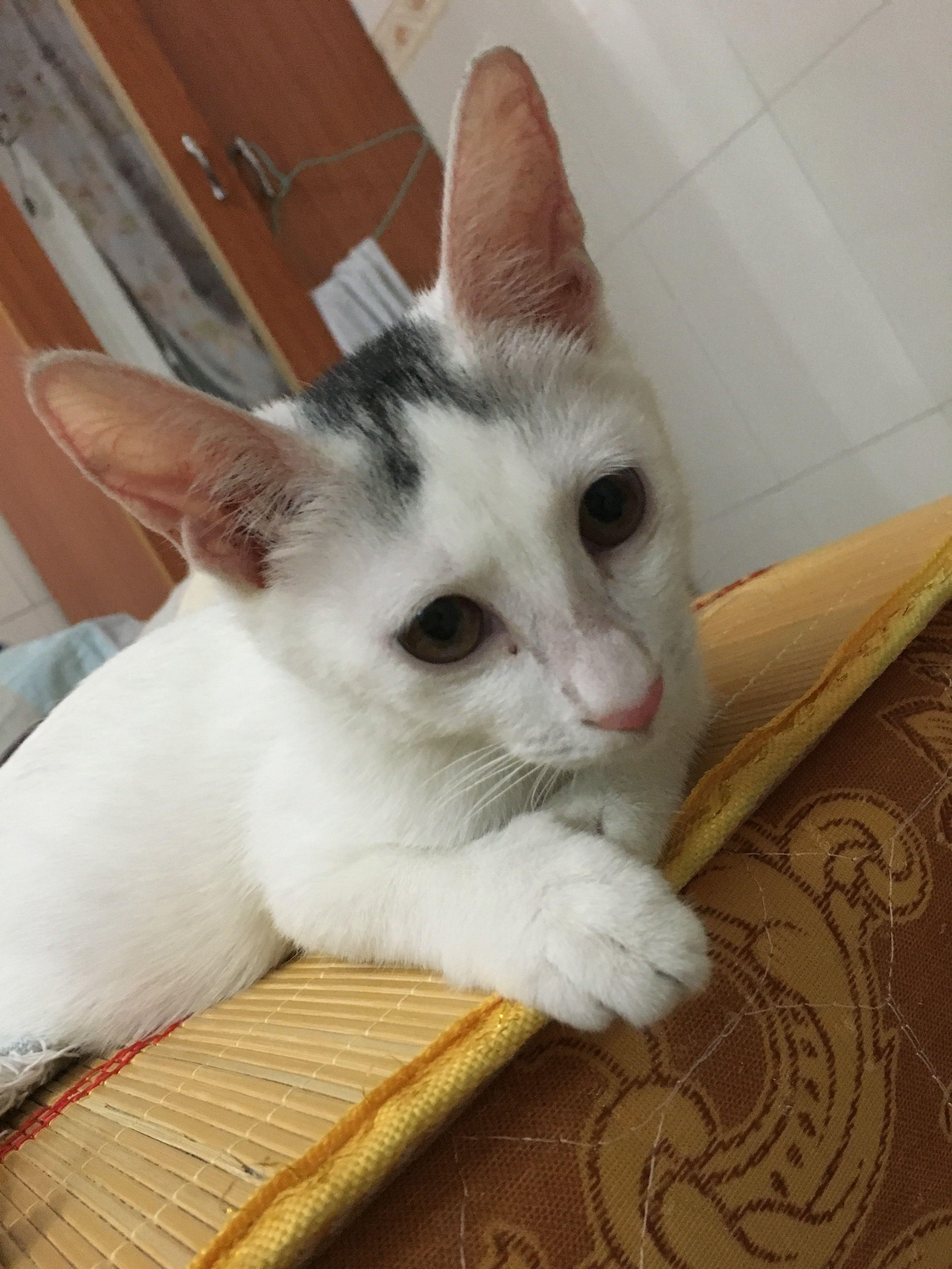 猫挨打后会记住么? - 小鹏杨的回答 - 知乎