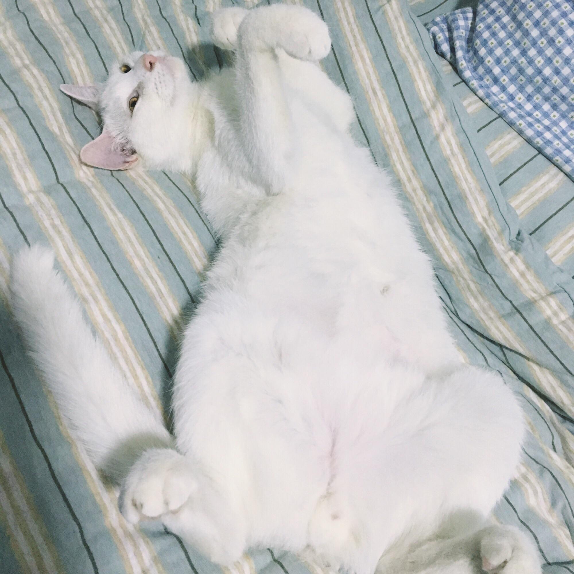 男朋友说不把我养的猫送走就不结婚怎么办? -