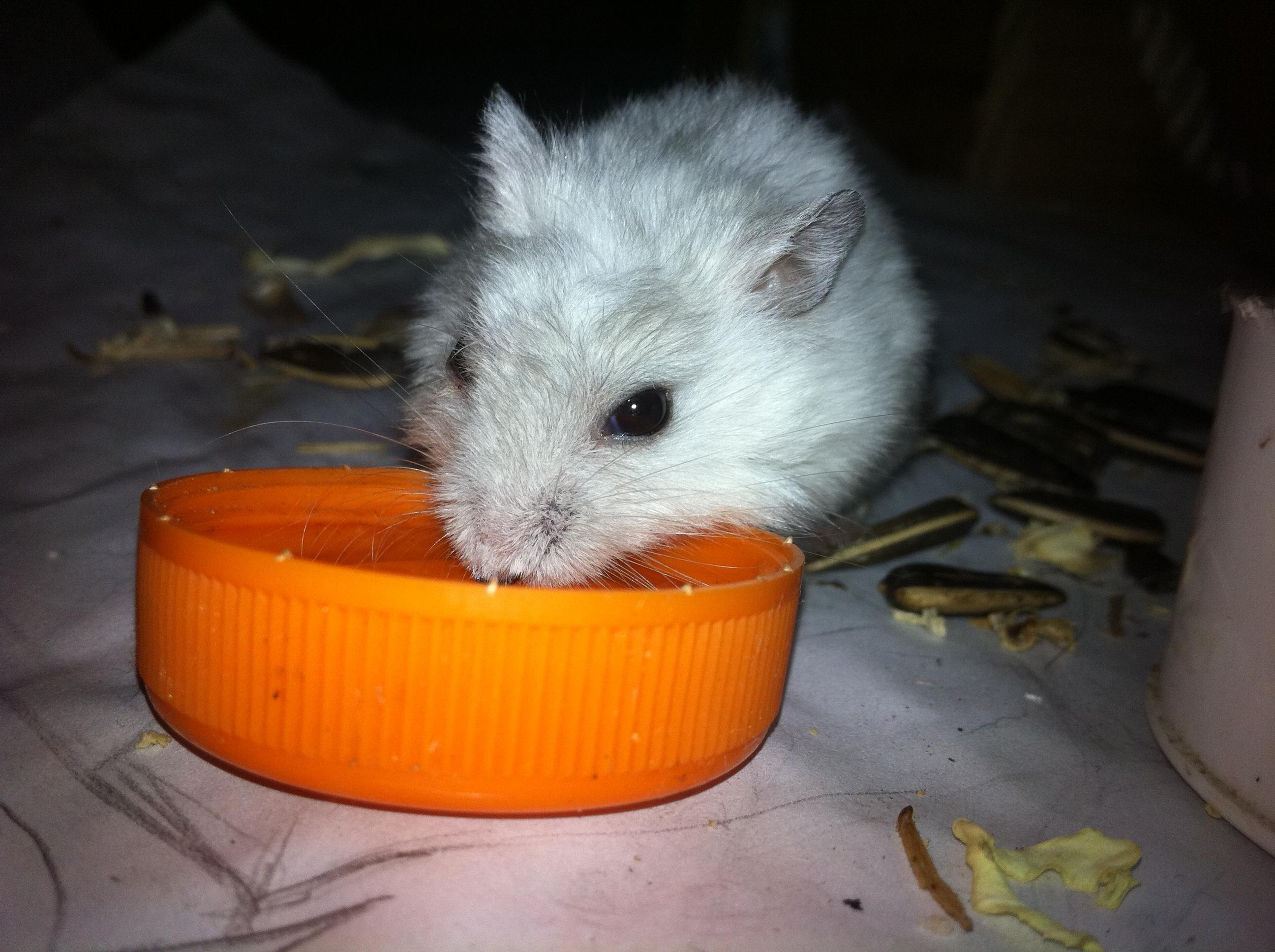 怎样脱笼饲养仓鼠?