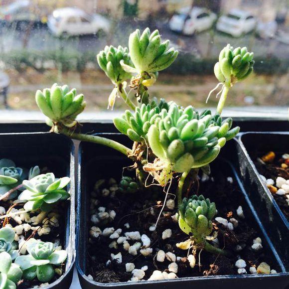 多肉植物长了气根怎么办 看大叔的方法吧 知乎