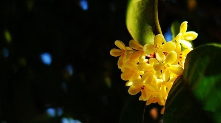 桂花香里的中秋