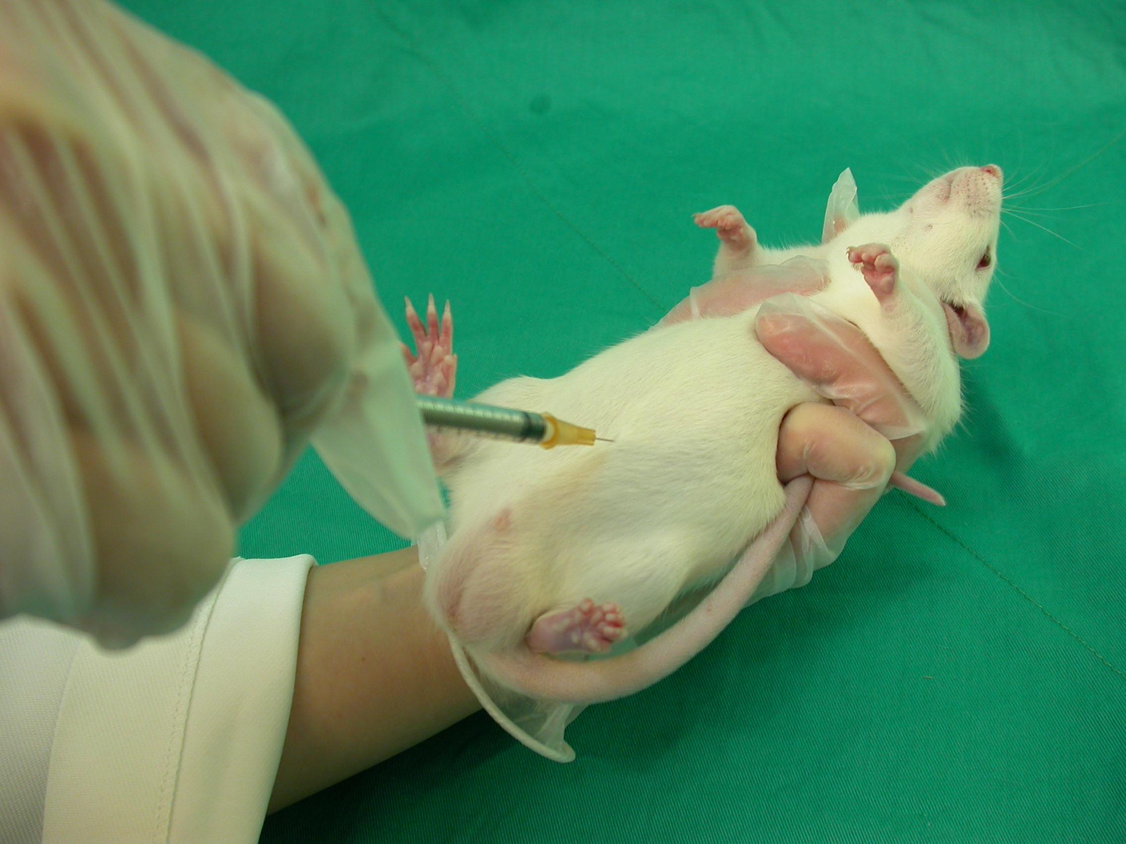 一个人给大鼠腹腔注射有什么技巧?