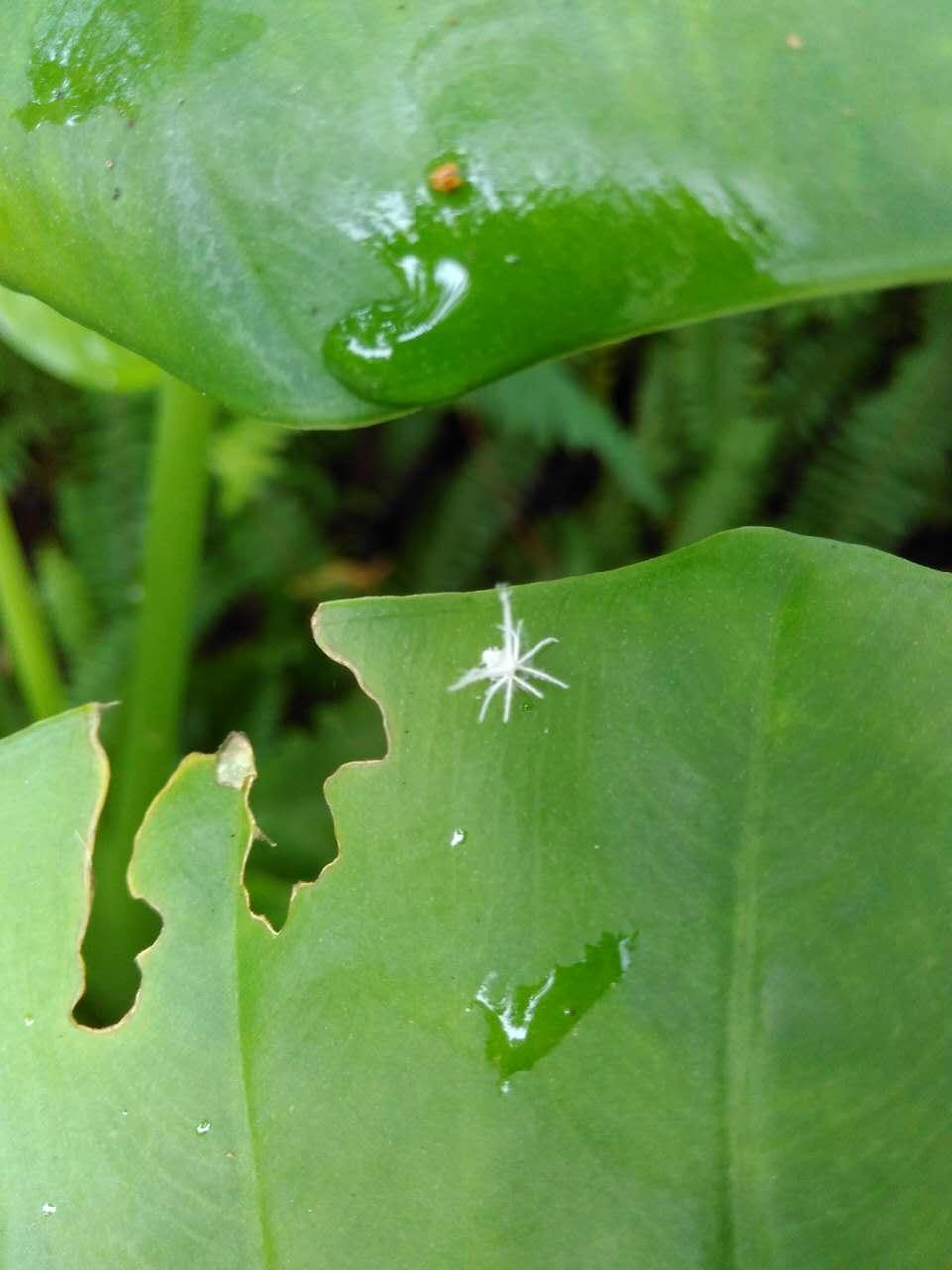 求大神鉴定一种像蒲公英小伞的虫子⊙▽⊙? - 知乎