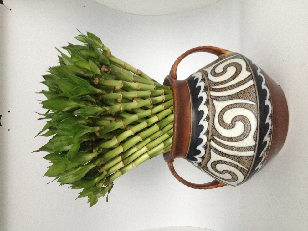 富贵竹如何养好? - 知乎